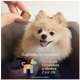 Suplemento Alimentar Buddy Nutrition Ossos & Articulações para Cães