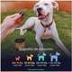 Suplemento Alimentar Buddy Nutrition Pelagem & Coceira para Cães