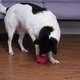 Bolinha Spike Kroco Rosa para Cães