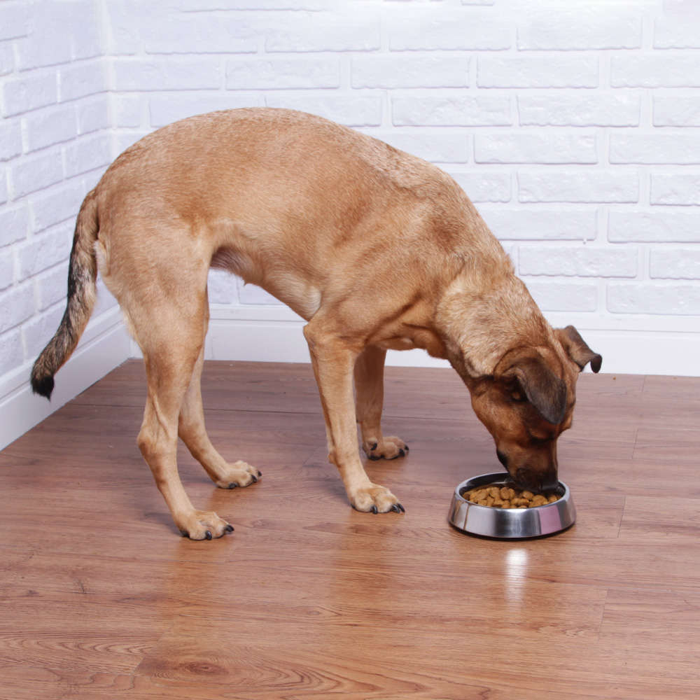 Comedouro Meau Inox para Cães e Gatos - 450 mL