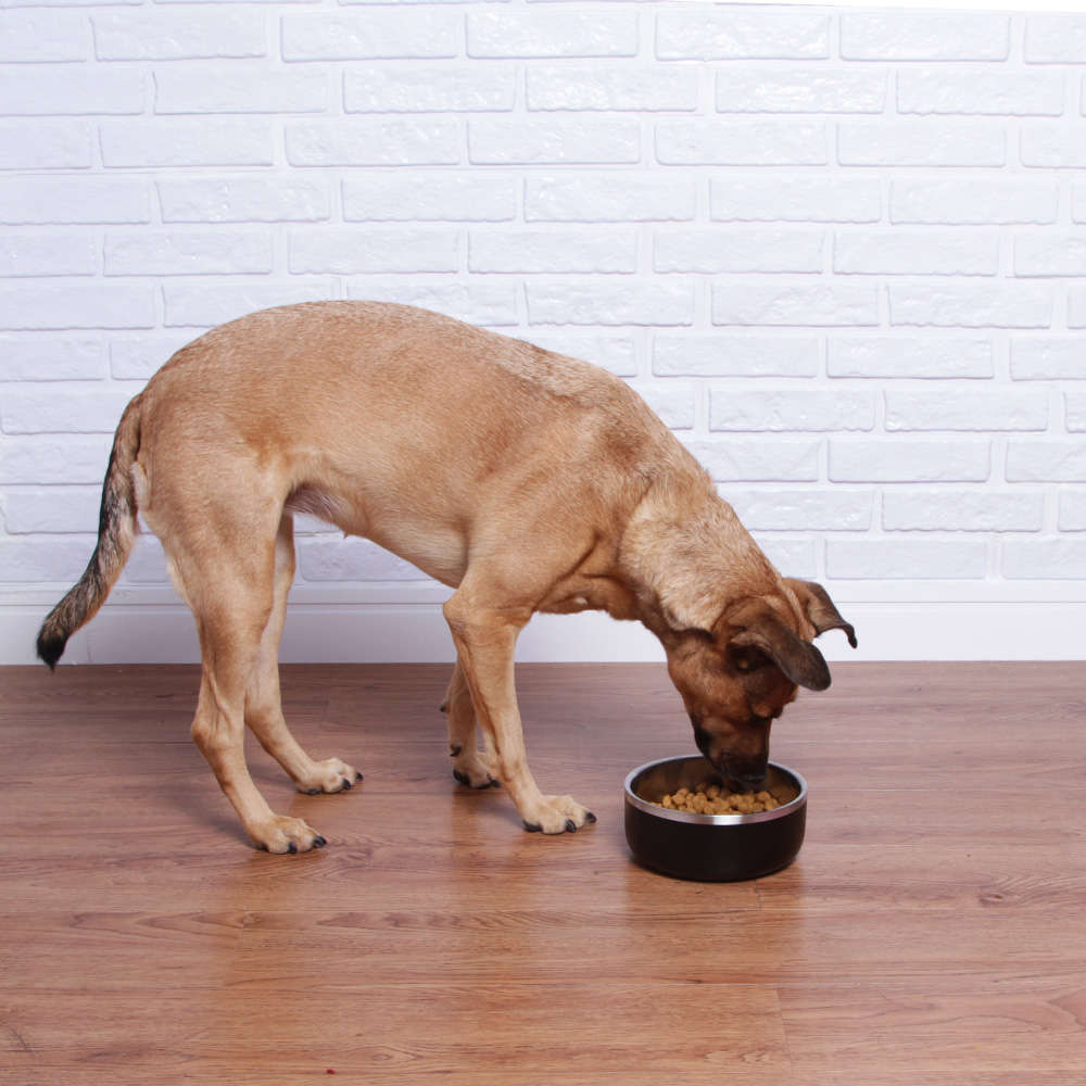 Bowl Future Pet para Cães e Gatos - 1100 mL