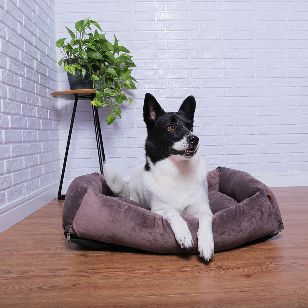 Cama Pickorruchos Top Confort Lobo - Tam. EXG