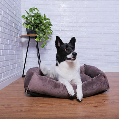 Cama Pickorruchos Top Confort Lobo