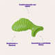 Brinquedo Buddy Toys Peixe Nylon
