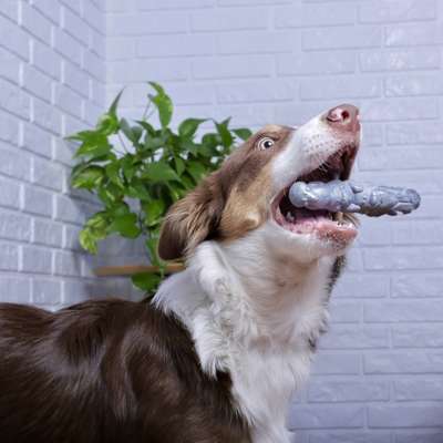 Brinquedo Pet Games Mordedor Totem Soft - Prata