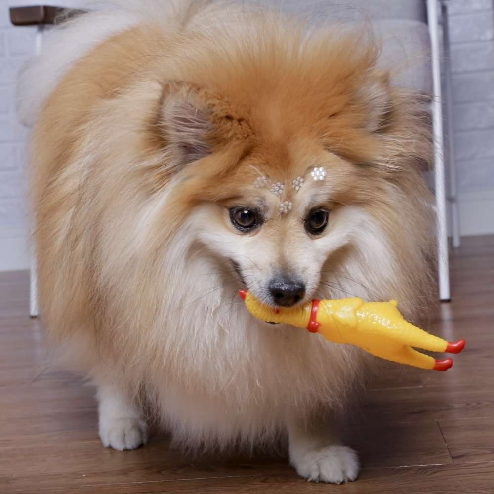 Brinquedo Sonoro The Pets Brasil Frango Gritador - Tam. P