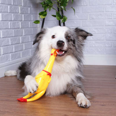 Brinquedo Sonoro The Pets Brasil Frango Gritador