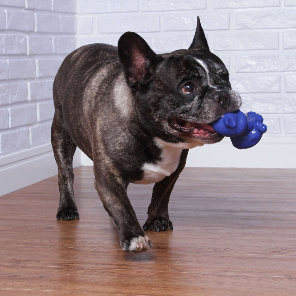 Brinquedo de Vinil Gatinho Azul para Cães - Tam. Único