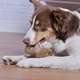 Brinquedo Benebone Dental Chew Amendoim