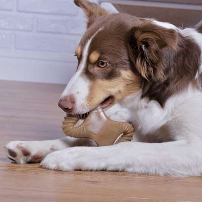 Brinquedo Benebone Dental Chew Amendoim