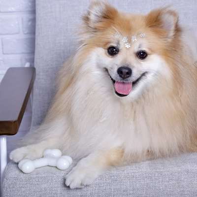 Brinquedo Buddy Toys Ossinho Branco para Filhotes