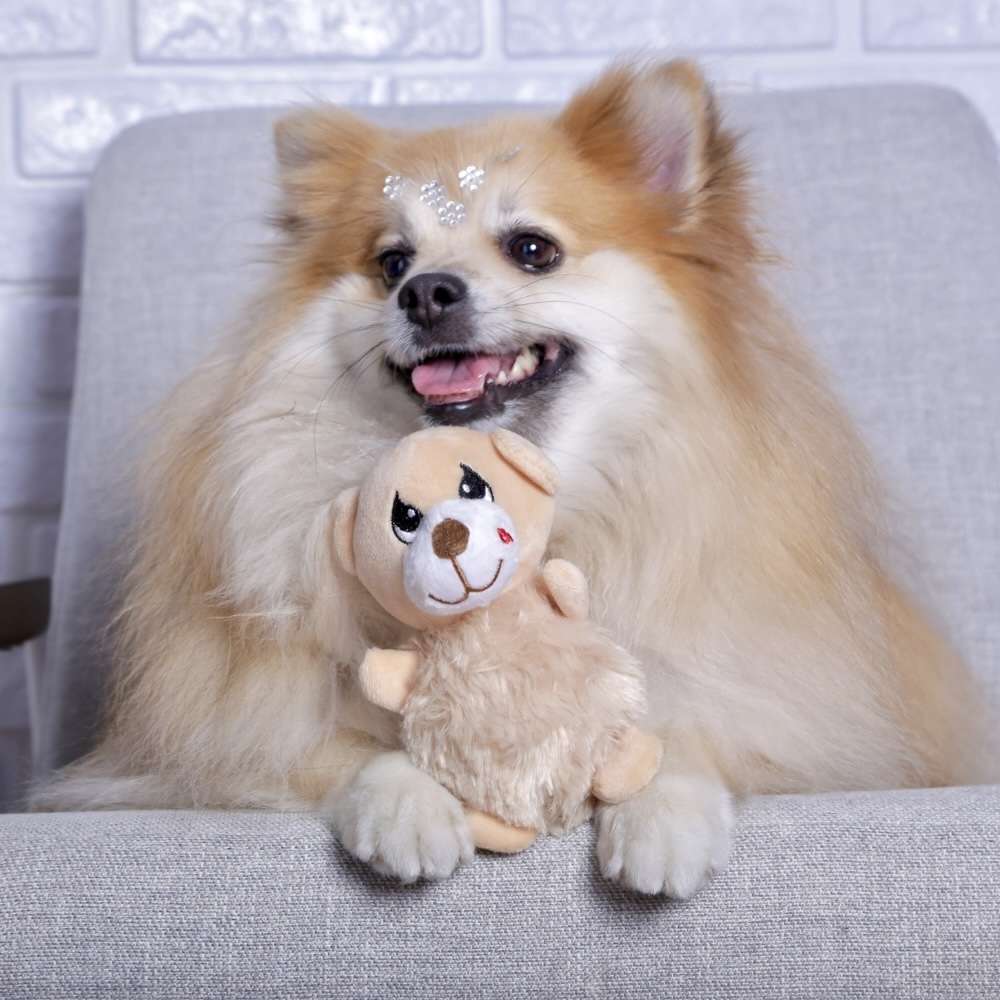 Brinquedo Pelúcia Ursinho para Cães - Tam. Único
