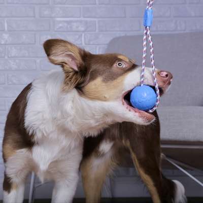 Brinquedo Duo Ball Divercão Azul M