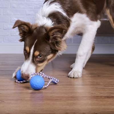 Brinquedo Duo Ball Divercão Azul M