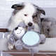 Brinquedo Chalesco Pelúcia Dog Donuts para Cães