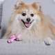Brinquedo Buddy Toys Ossinho Rosa para Filhotes