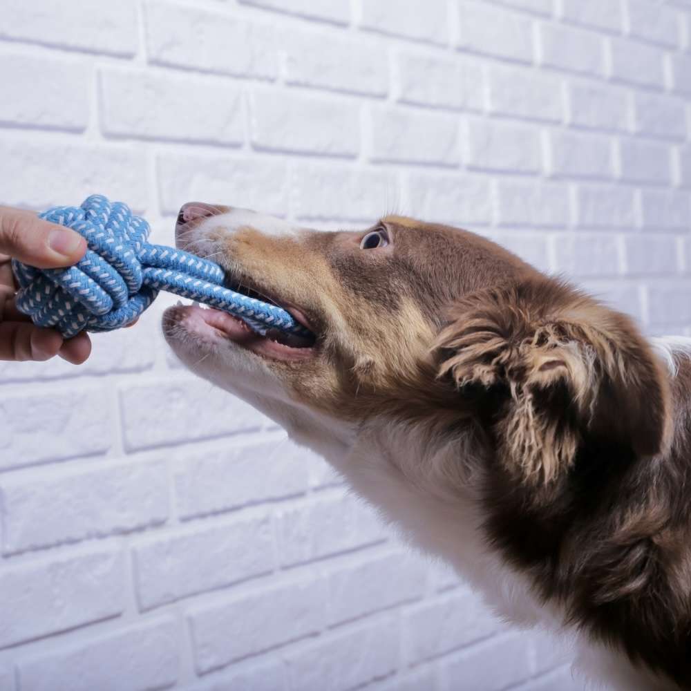 Brinquedo Mordedor Chalesco Rope Ball Plus para Cães - Tam. Único