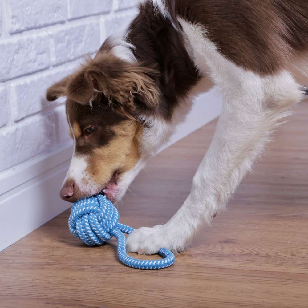 Brinquedo Mordedor Chalesco Rope Ball Plus para Cães - Tam. Único