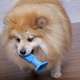 Escova Dental Truqys Pets Azul para Cães