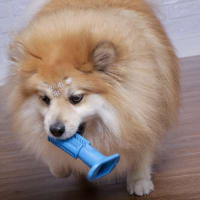 Escova Dental Truqys Pets Azul para Cães