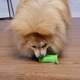 Escova Dental Truqys Pets Verde para Cães