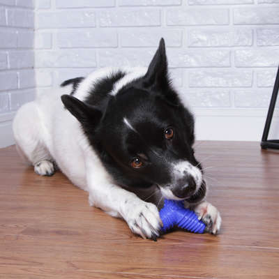 Brinquedo Mordedor Pet Games 4 Dogs Nylon Azul