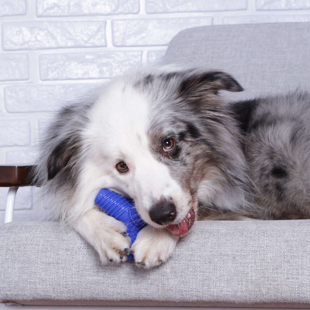 Brinquedo Mordedor Pet Games 4 Dogs Nylon Azul - Tam. M