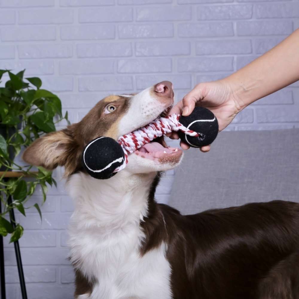 Brinquedo Halteres com Bola de Tênis Extraforte para Cães - Tam. Único