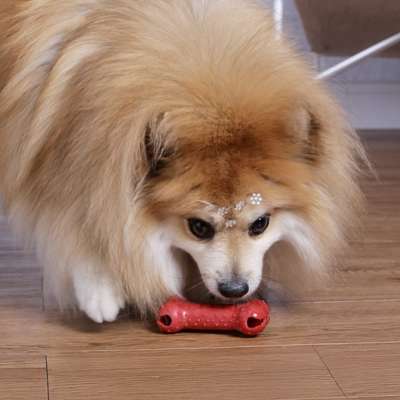 Brinquedo Durabone Solapa para Cães