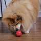 Brinquedo Duraball Solapa para Cães