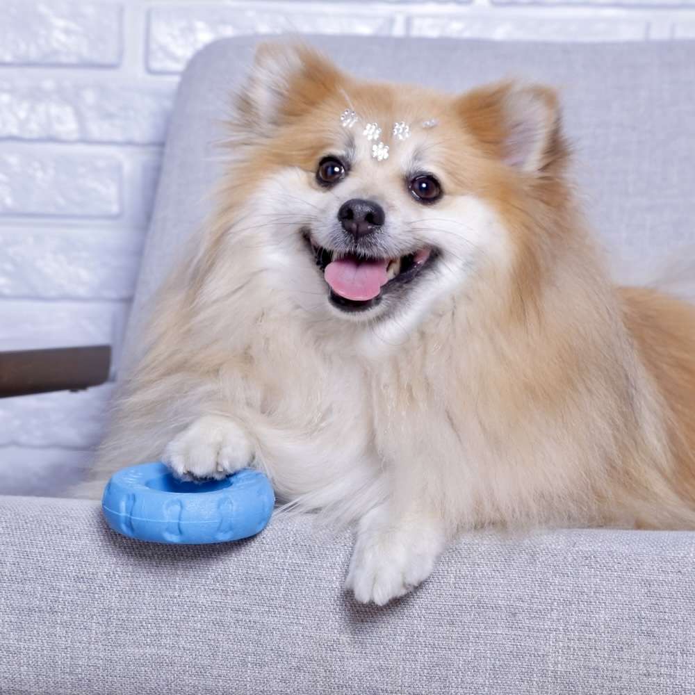Brinquedo Pet Play Pneu Azul - Tam. Único