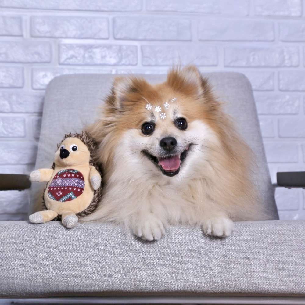 Brinquedo Pelúcia Porco Espinho para Cães - Tam. Único