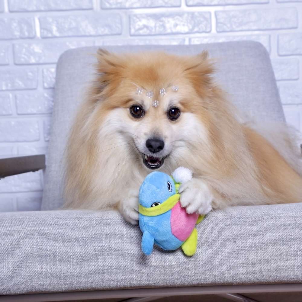 Brinquedo Pelúcia Pinguim Colorido para Cães - Tam. Único