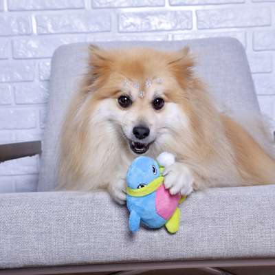 Brinquedo Pelúcia Pinguim Colorido para Cães