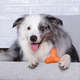 Brinquedo Mordedor Pet Games 4 Dogs Soft Laranja