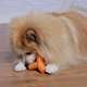 Brinquedo Mordedor Pet Games 4 Dogs Soft Laranja