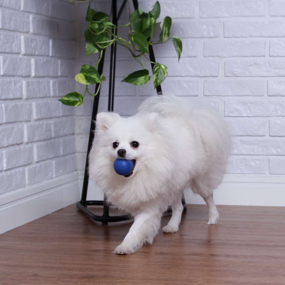 Brinquedo LCM Bola Maciça Perfumada Azul - Tam. P