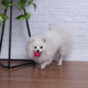Brinquedo Bola Maciça Átomo 6 em 1 Pink para Cães