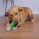 Escova Dental Truqys Pets Verde para Cães