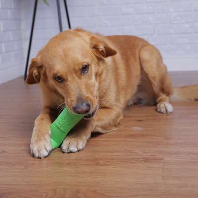 Escova Dental Truqys Pets Verde para Cães