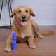 Brinquedo Pet Games Mordedor Totem Nylon - Azul G