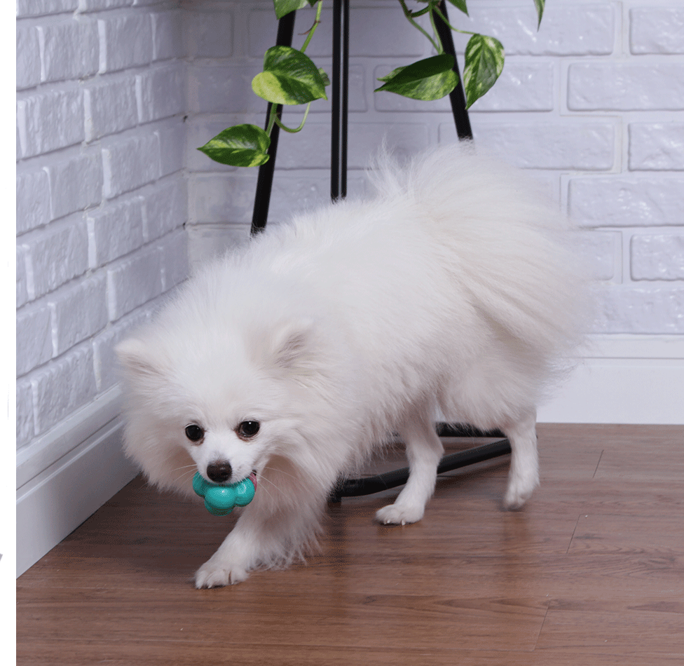 Brinquedo Bola Maciça Átomo 6 em 1 Verde Água para Cães - Tam. P