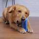 Escova Dental Truqys Pets Azul para Cães