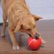 Brinquedo Amicus Crazy Ball Vermelho para Cães