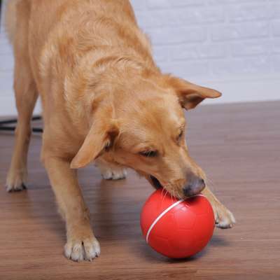 Brinquedo Amicus Crazy Ball Vermelho para Cães