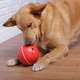 Brinquedo Amicus Crazy Ball Vermelho para Cães