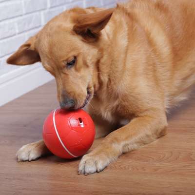Brinquedo Amicus Crazy Ball Vermelho para Cães