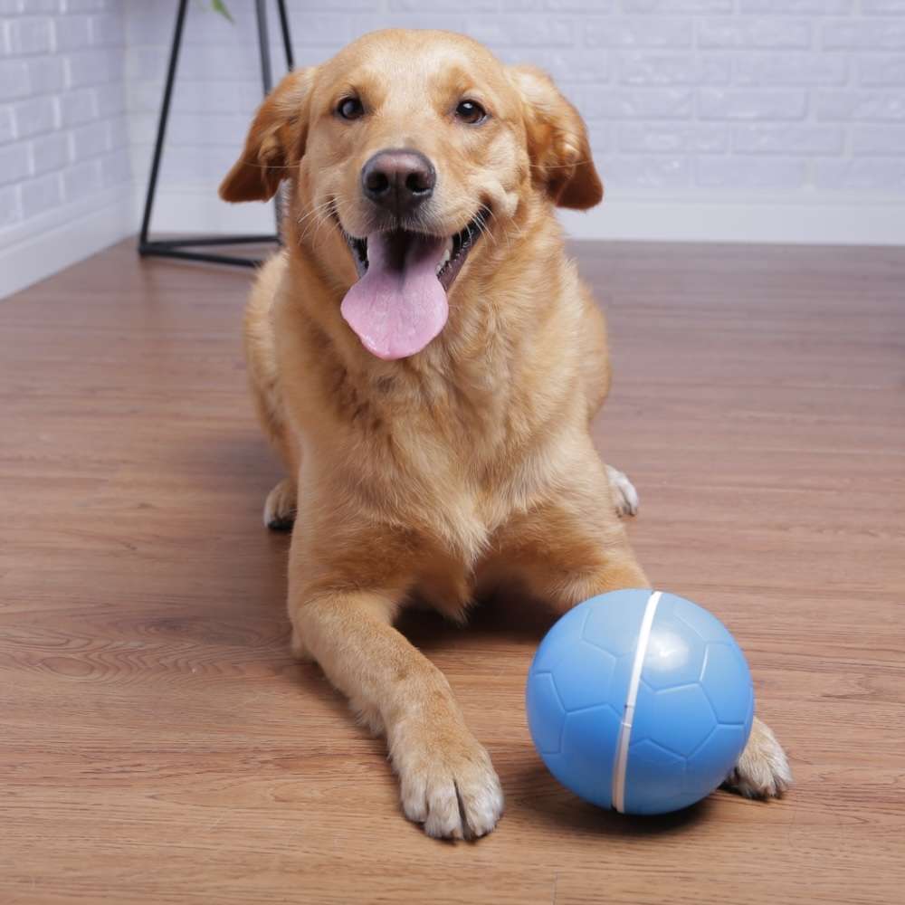 Brinquedo Amicus Crazy Ball Azul para Cães - Tam. Único