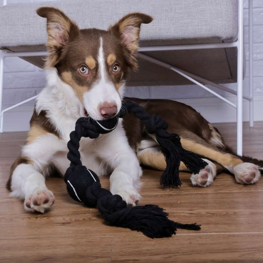 Brinquedo Dental Bola de Tênis Extraforte para Cães - Tam. Único