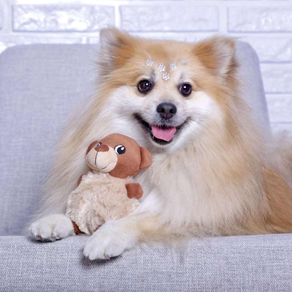 Brinquedo Pelúcia Ursinho Plush para Cães - Tam. Único